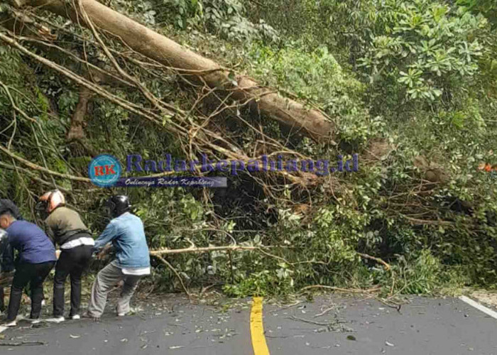 Jalan Lintas Liku 9 Kepahiang - Bengkulu Macet Total Karena Pohon Tumbang, Begini Situasi Terkini!