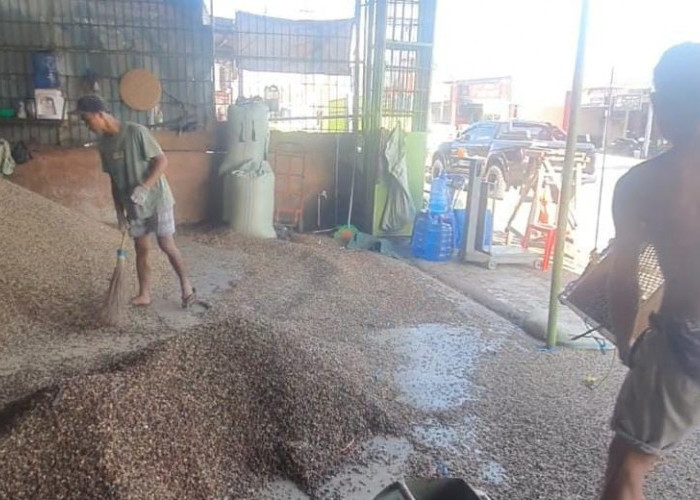 Fluktuasi! Harga Kopi Makin Mengkhawatirkan Petani di Kepahiang