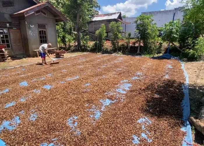 Harga Turun, Produksi Naik: Petani Kopi Kepahiang Nikmati Panen Lebih Melimpah