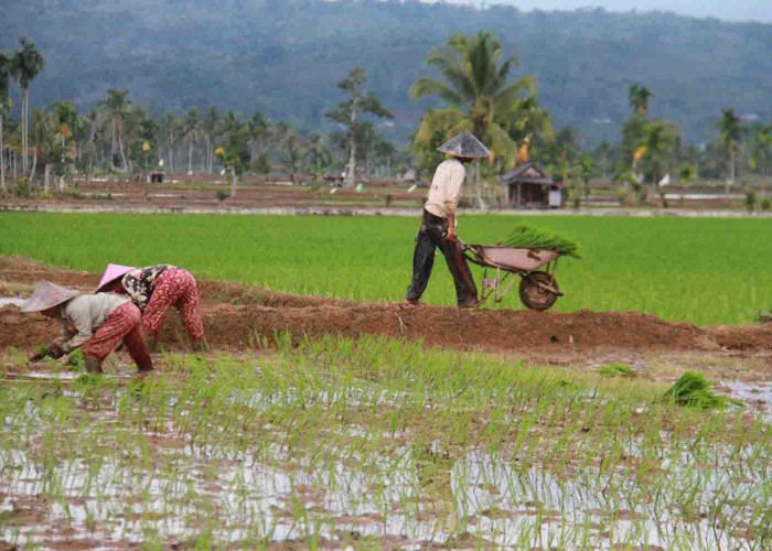 Dinas PUPR Kepahiang Hanya Bangun Kegiatan Rekontruksi Irigasi Persawahan