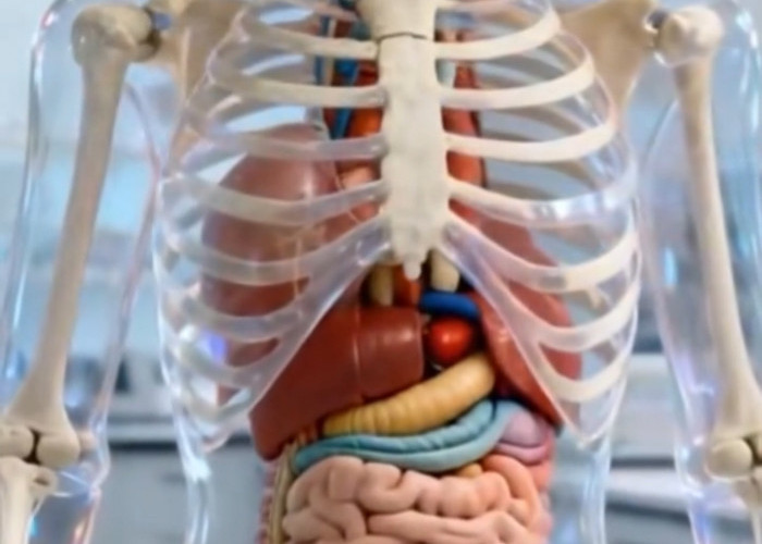 Sayangi Tubuhmu, Yuk Pahami Kebutuhan 4 Organ Ini