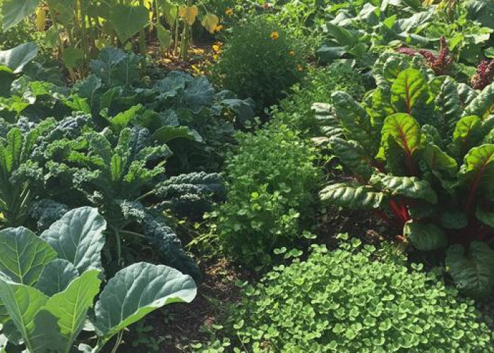 Produktif dan Hemat Biaya, Ini Tanaman Terbaik untuk Kebun Ayam Pakan Alami