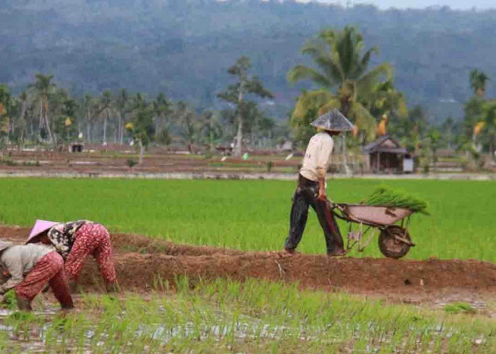 Dari Kementerian Pertanian, 56,4 Ton Bantuan Bibit Padi Unggul Untuk Petani Kepahiang