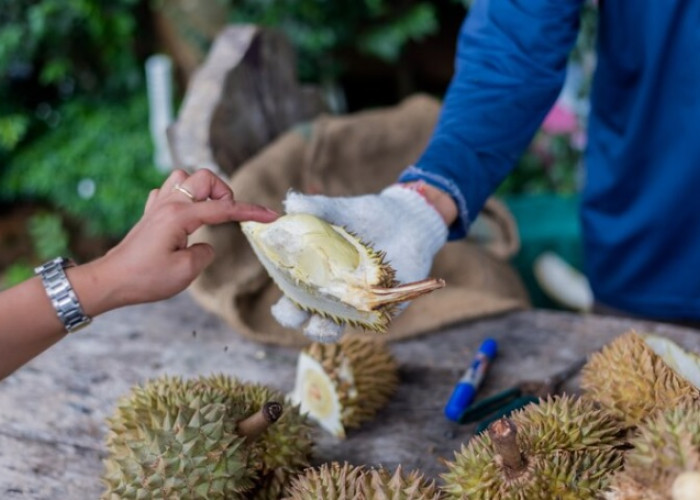 Hindari Gemuk Berlebihan Dengan Cara Batasi Mengkonsumsi Durian