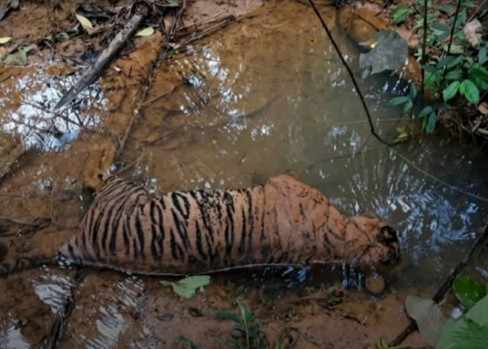 Penertiban Dinilai Setengah Hati, Gajah dan Harimau Sumatra Terus jadi Korban 