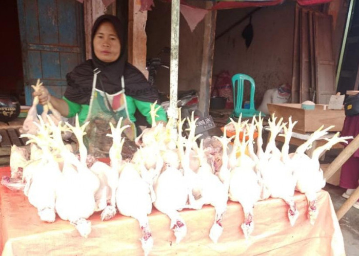 Jelang Tahun Baru, Harga Ayam di Kepahiang Tembus Rp 40 ribu Perkilogram