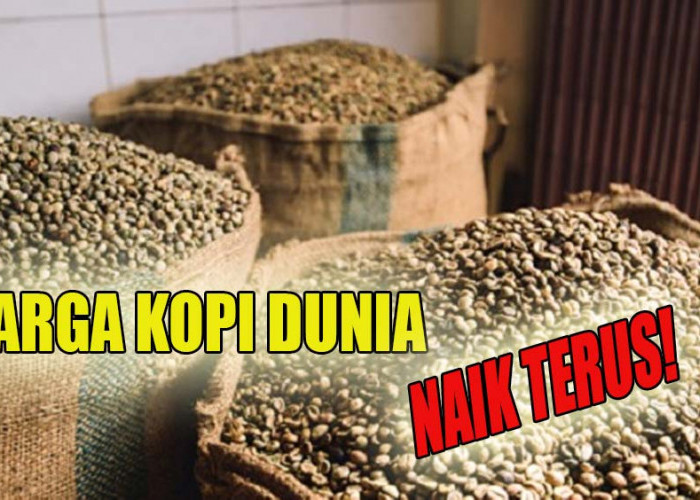 Petani Kopi Sumringah, Harga Kopi Dunia Diprediksi Tetap Mahal dan Naik Terus Hingga Akhir Tahun