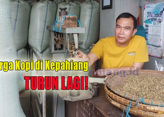 Bertahan Sehari, Harga Kopi di Kepahiang Kini Kembali Turun Lagi!