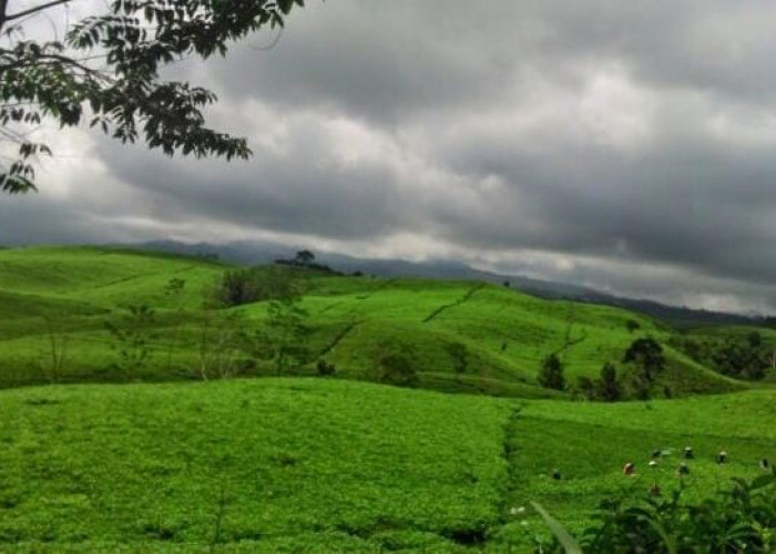 Ratusan Ha Perkebunan Teh Kabawetan Dikelola 2 Perusahaan, Minim Kontribusi pada Pemkab Kepahiang!