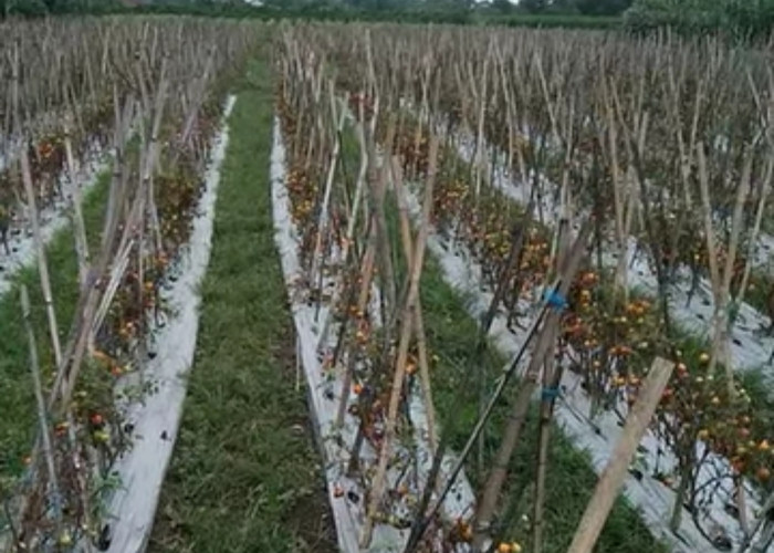 Harga Anjlok, Tomat Dibiarkan Petani Kepahiang Membusuk 