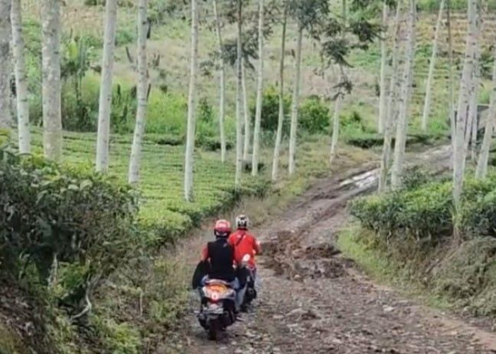 1 Link Hotmix Jalan Menuju Lokasi SR Diakomodir BPJN, Bupati Kepahiang: Dibangun Tahun Ini!