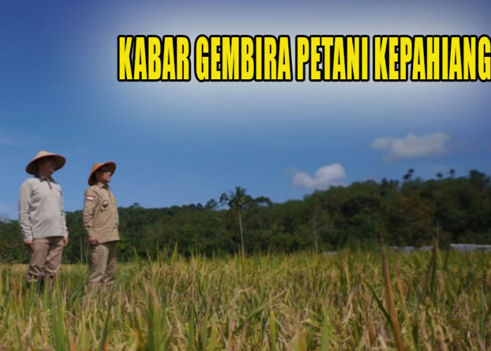 Kabar Gembira Untuk Petani Kepahiang, Segini Alokasi Pupuk Subsidi Pemerintah Tahun 2024, Naik 50 Persen!