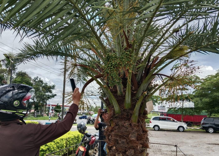 Kurma Berbuah di Masjid Agung Kepahiang Jadi Pusat Perhatian, Sekda:Jadi Tolak Ukur Sektor Pertanian!