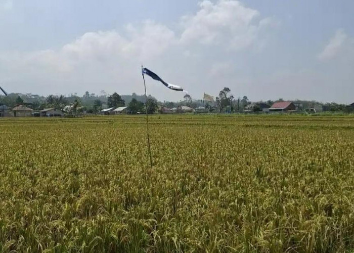 Waspada Dampak Kemarau, Dinas Pertanian Kepahiang Sebut Sejumlah Wilayah Rentan Kekeringan