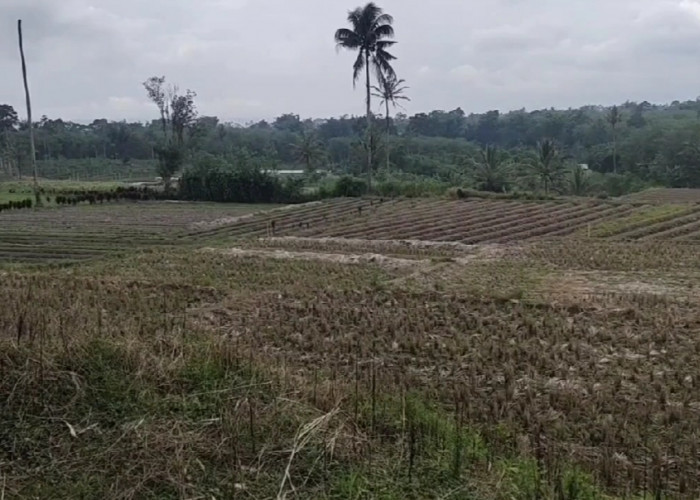 Masuk Dalam Kawasan LP2B, Sarana dan Prasarana Sawah Dipastikan Terjamin