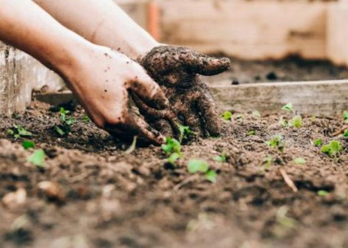 Praktis dan Efisien untuk Hasil Melimpah, Ini Tips Berkebun yang Menghemat Waktu