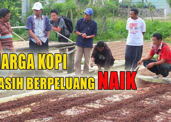 Harga Kopi Sempat Turun Drastis, Begini Saran Pakar Kopi Untuk Petani Kopi di Indonesia