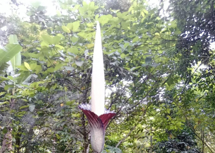 Buruan Saksikan, Ada Bunga Bangkai Raksasa Mekar Sempurna dan Indah di Kepahiang