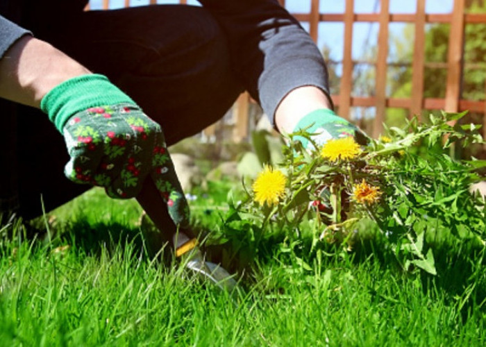 Aman dan Ampuh, Begini Tutorial Mengolah Rumput Liar Menjadi Obat Siap Konsumsi