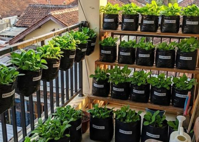 Pilihan Tanaman Cepat Panen, 5 Kebun Sayur Kecil di Balkon Kos