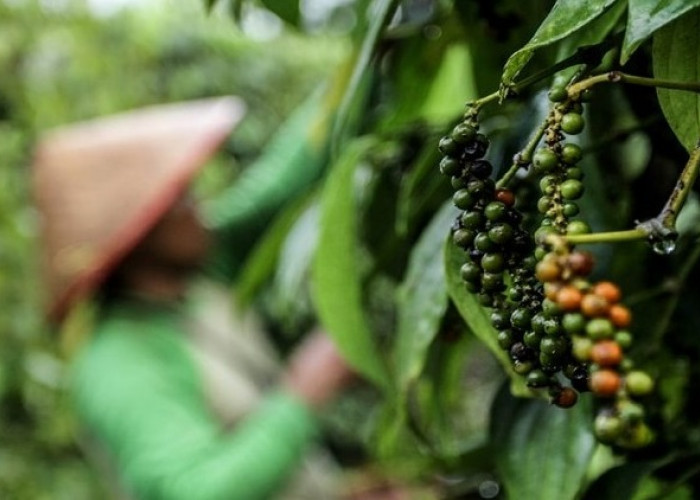 Menjelang Musim Panen Lada, Pakarnya Beberkan Pola Harga Sahang Menyerupai Pola Harga Kopi di Kepahiang