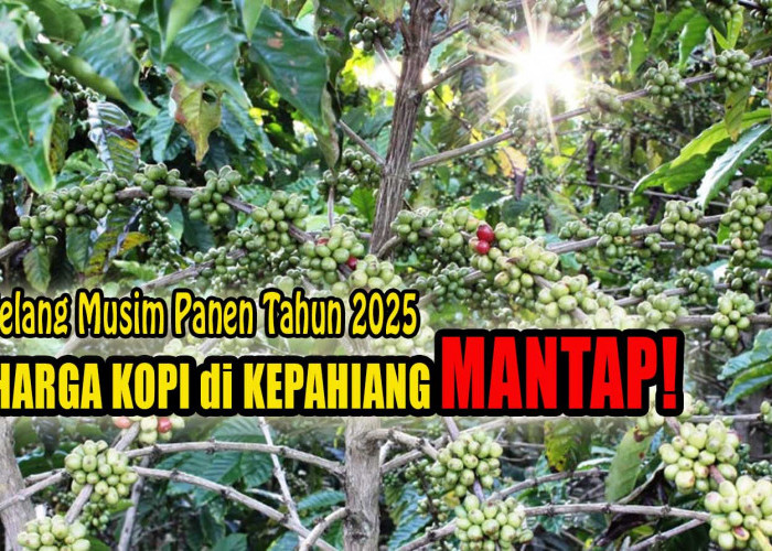 Jelang Musim Panen 2025, Harga Kopi di Kepahiang Naik dan Mantap Segini!