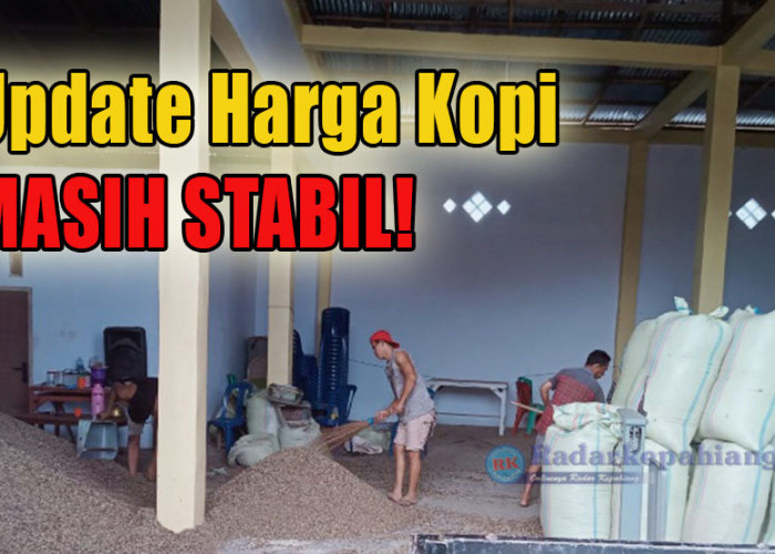 Merangkak Naik, Harga Kopi di Kepahiang Saat Ini Masih Stabil, Cek Sekarang!