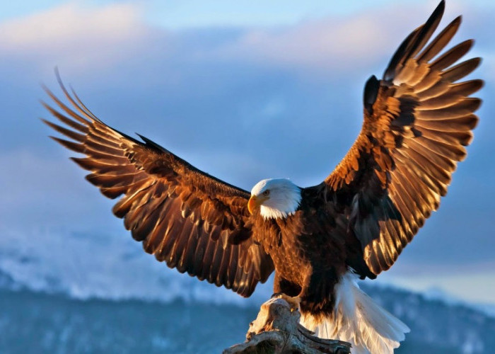 Disebut Hanya Mitos, Berikut Ini Kemiripan Burung Garuda dengan Elang Jawa