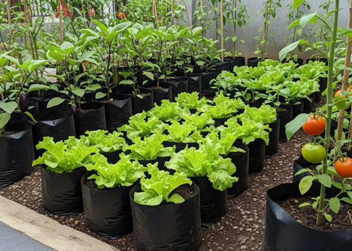 Tetap Produktif, 5 Ide Edible Garden Buah dan Sayur di Teras dan Pagar Sempit