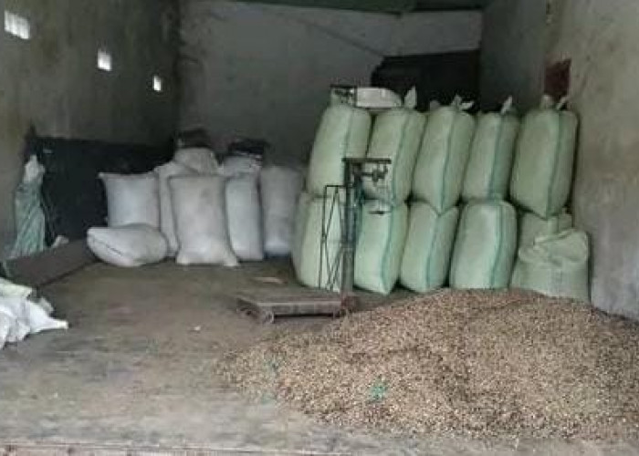 Belum Berubah, Harga Kopi di Kepahiang Hari Ini Masih Rp 60 Ribu