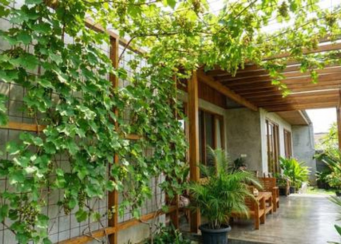 5 Ide Kebun Buah Vertikal di Teras, Konsep Kebun Modern dan Produktif