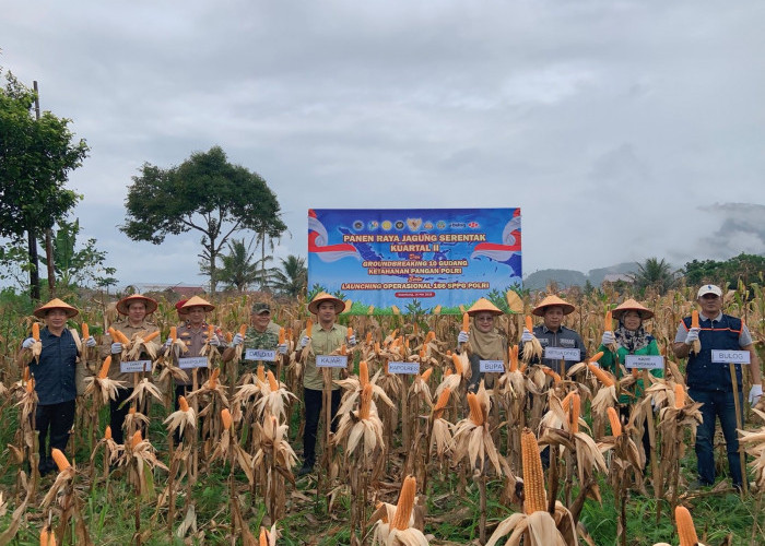  Panen Raya Jagung Kuartal II, Produksi Pertanian Kepahiang Didorong Terus Meningkat