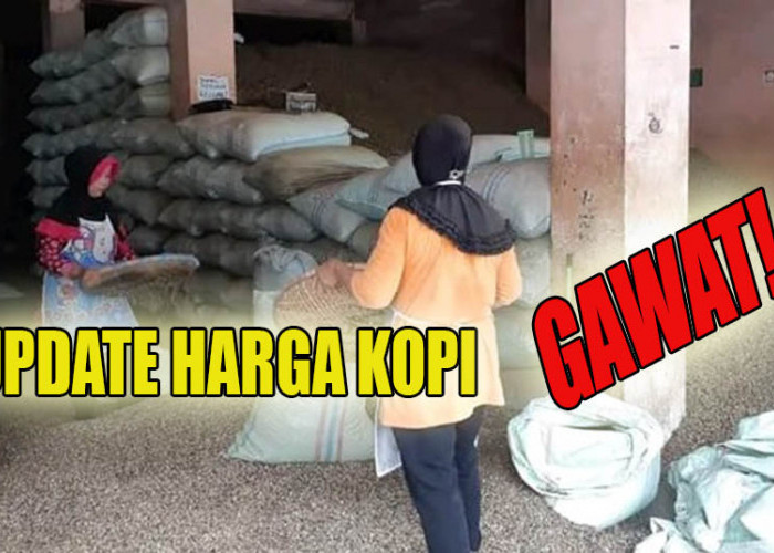 GAWAT! Update Harga Kopi di Kepahiang Hari Ini Mendadak Turun Lagi