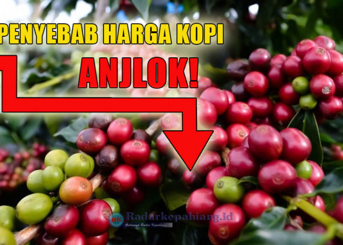 Ternyata Ini Penyebab Harga Kopi Robusta Anjlok Belakangan Ini, Masih Ada Peluang!