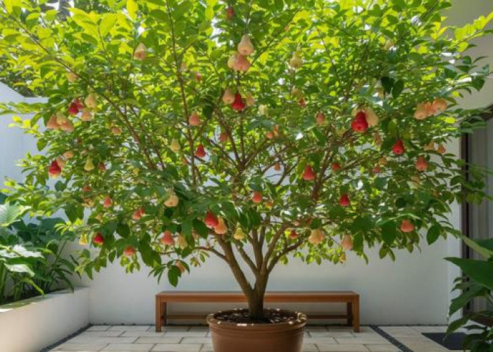 Panen Segar di Rumah, 5 Pohon Buah Dalam Pot untuk Halaman Sempit