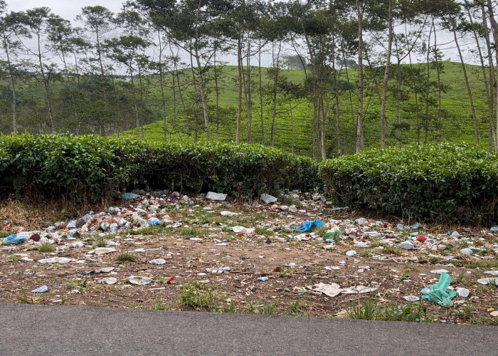 Sampah Dimana-mana, Wisata Kebun Teh Dikeluhkan Pengunjung!
