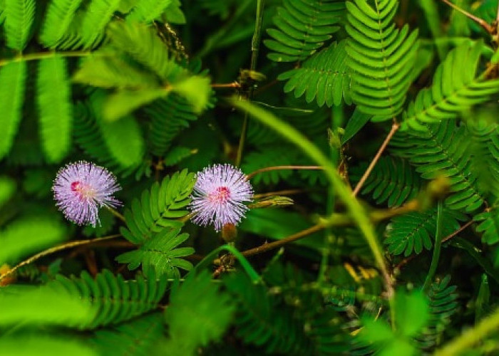 Catat Ya! 14 Jenis Rumput Liar Ini Miliki Beragam Manfaat