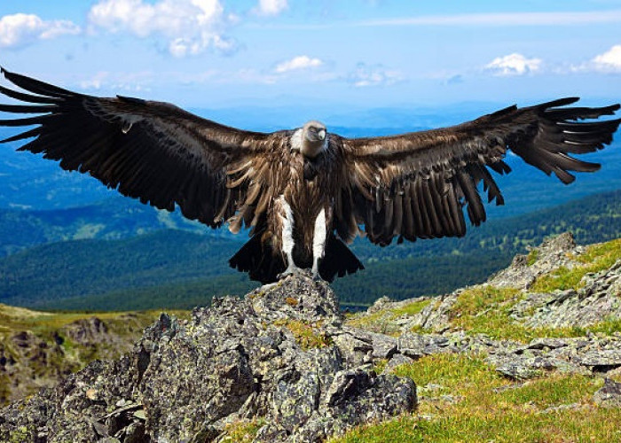 Bukan Hanya Makhluk Mitologis, Seperti Ini Gambaran Burung Garuda Menurut Kitab Mahabarata