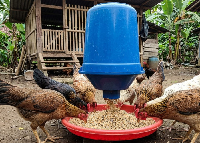 Praktis untuk Peternak Rumahan, Begini Cara Merakit Tempat Pakan Ayam Sistem Grativitasi Sederhana