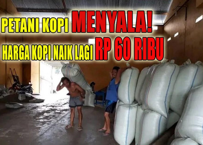 Petani Kopi Kepahiang Menyala, Kini Harga Kopi di Kepahiang Tembus Rp 60 Ribu Lagi!