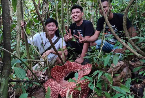 Rafflesia Arnoldi Mekar Indah di Kebun Warga
