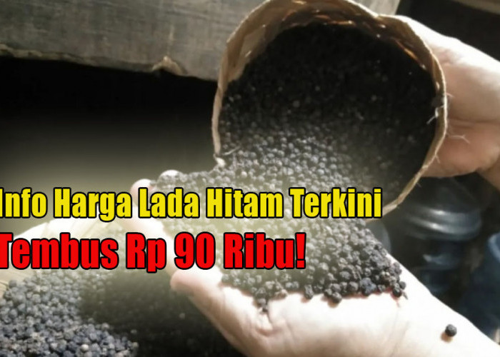 Tembus Rp 90 Ribu, Harga Lada Hitam Kini Tunjukkan Tren Kenaikan, Diprediksi Hingga 2028!