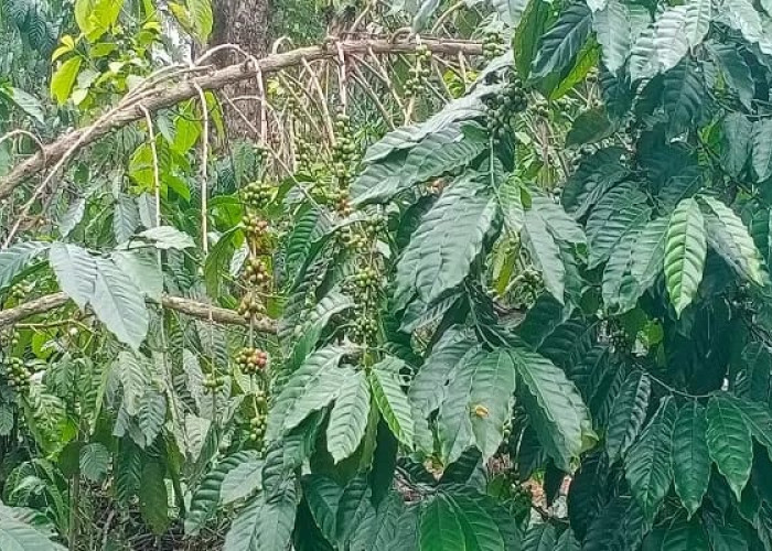 Kopi Kepahiang Diakui Nasional, Dinas Pertanian Ajak Petani Telusuri Isu Varietas Baru