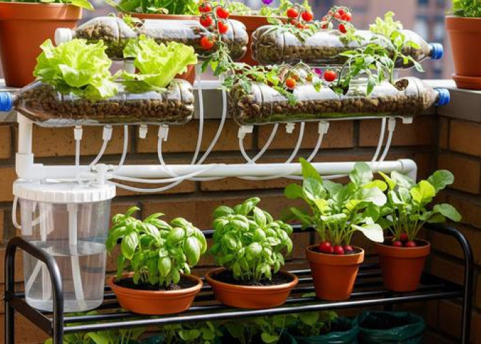 Unik dan Hemat Tempat, 7 Desain Kebun Sayur di Rak Sepatu Bekas