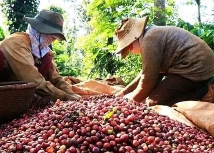 Naik Banyak di Awal Bulan, Ini Prediksi Harga Kopi Hingga Penghujung September