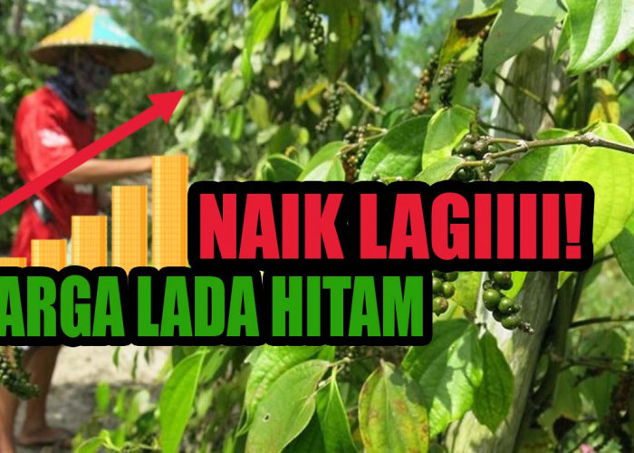 Petani Lada Semangat Panen Ya, Segini Harga Lada Hitam di Kepahiang Saat Ini!