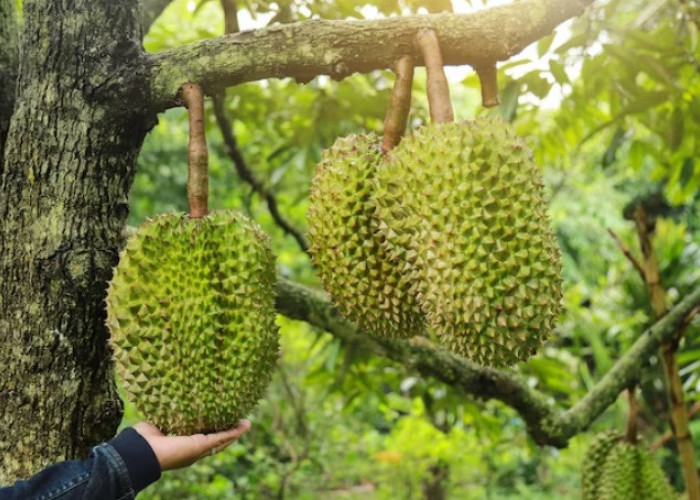 Dijamin Sukses! Begini Tips Memilih Benih Durian yang Tepat Untuk Budi Daya
