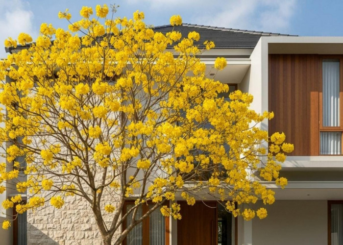 Ini 3 Jenis Pohon Tabebuya yang Cocok untuk Tanaman Rumah