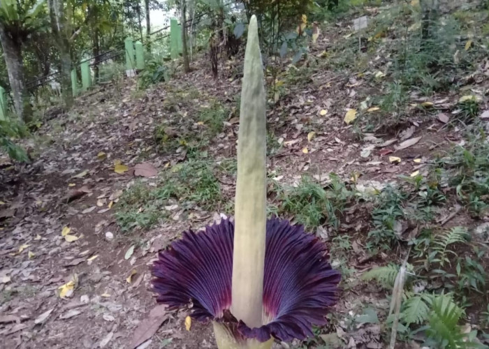 Bunga Bangkai Amorphophallus Titanum Setinggi 1,2 Meter Mekar Sempurna di Kepahiang