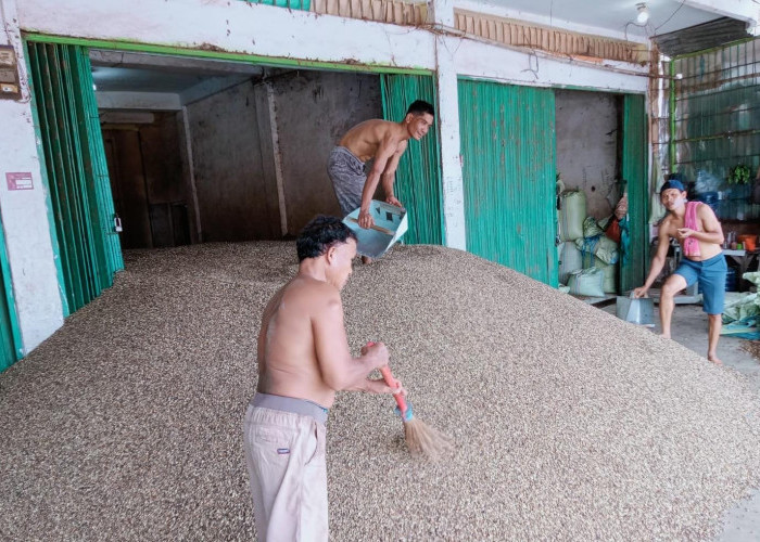 KONSISTEN! Harga Kopi di Kepahiang Hari Ini Masih Bertahan Rp65 Ribu Perkilo